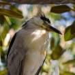 Black-crowned Night Heron