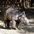 Baby Rhino
