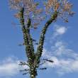 Boojum Tree