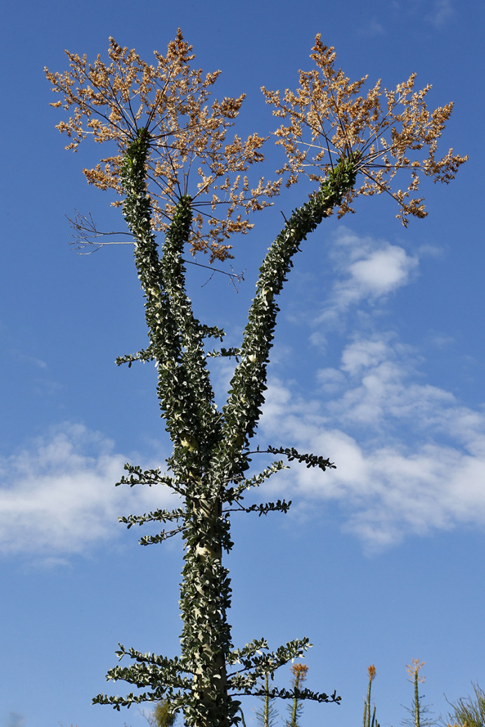 Boojum Tree