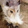 Bornean bearded pig