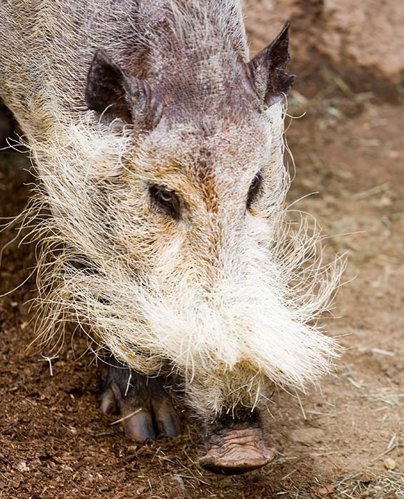 Bornean bearded pig