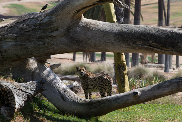 Cheetah
