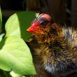 Coot Chick