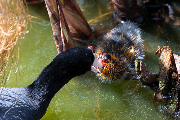 Coot and young