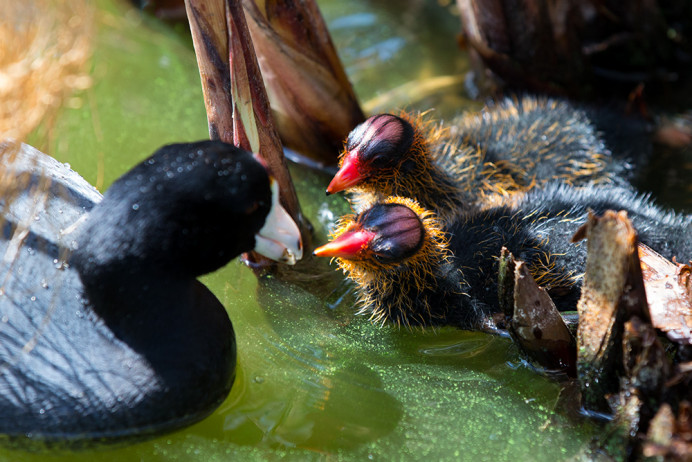 Coot Young