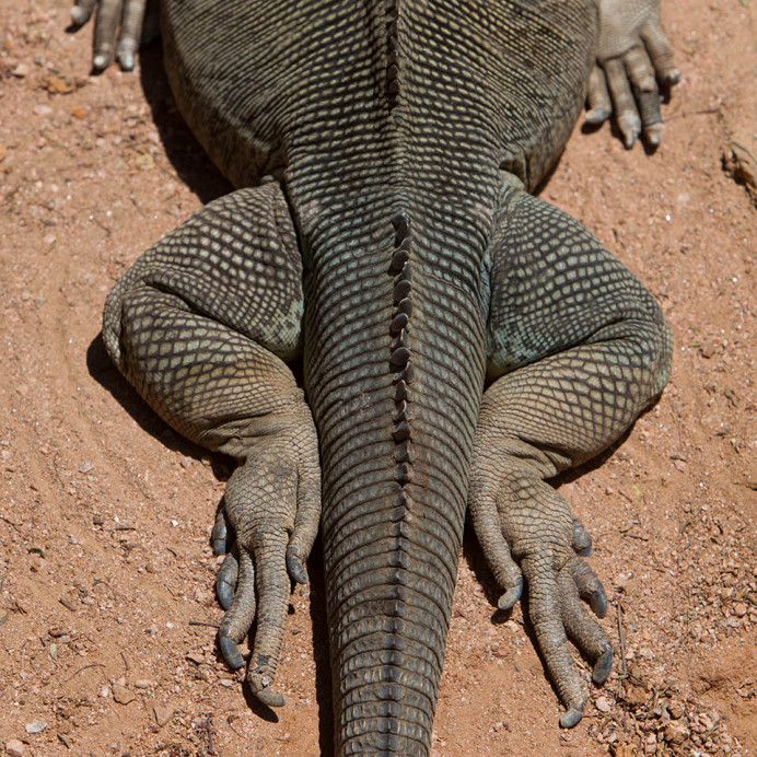 Feet are fascinating.