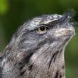 Frogmouth