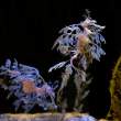 Leafy Sea Dragon