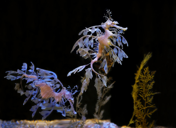 Leafy Sea Dragon