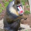 Mandrill