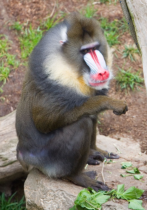 Mandrill