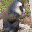Mandrill