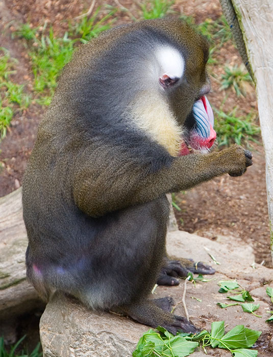 Mandrill