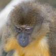 Golden-bellied Mangabey