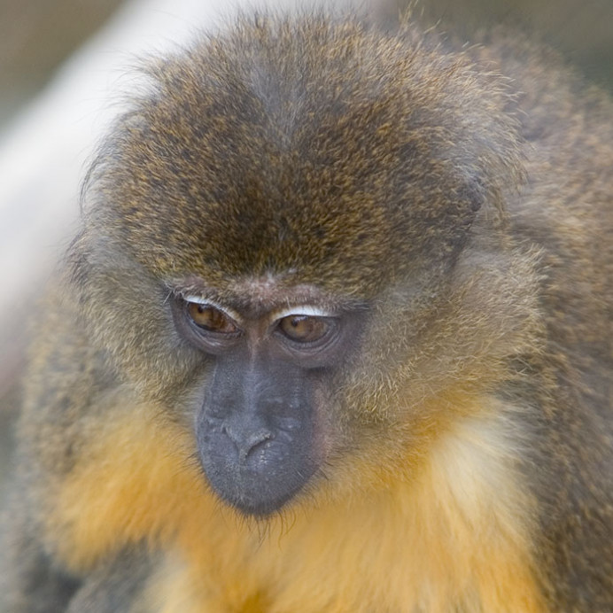 Golden-bellied Mangabey