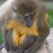 Golden-bellied Mangabey