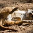 Meerkat