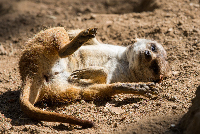 Meerkat