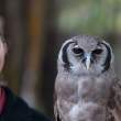 Milky Eagle Owl