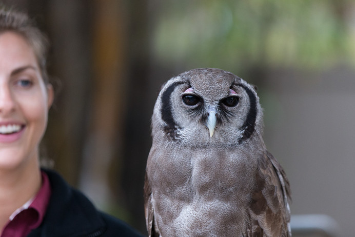 Milky Eagle Owl