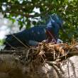 Victoria Crowned Pigeon and Junior