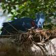 Victoria Crowned Pigeon