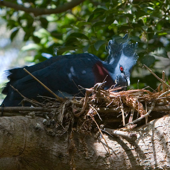 Victoria Crowned Pigeon