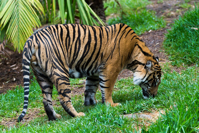 Sumatra Tiger