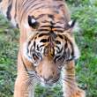 Sumatra Tiger