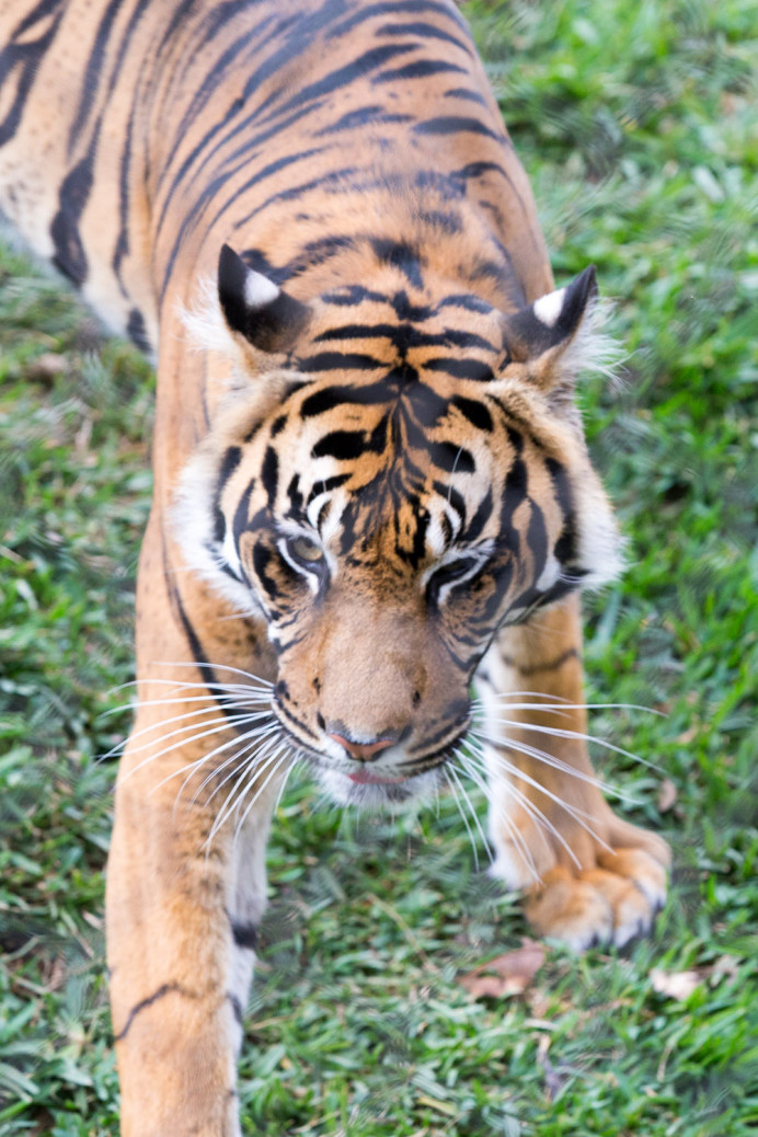 Sumatra Tiger