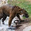 Sumatra Tiger