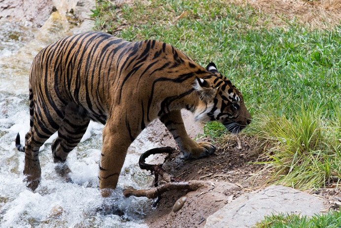 Sumatra Tiger