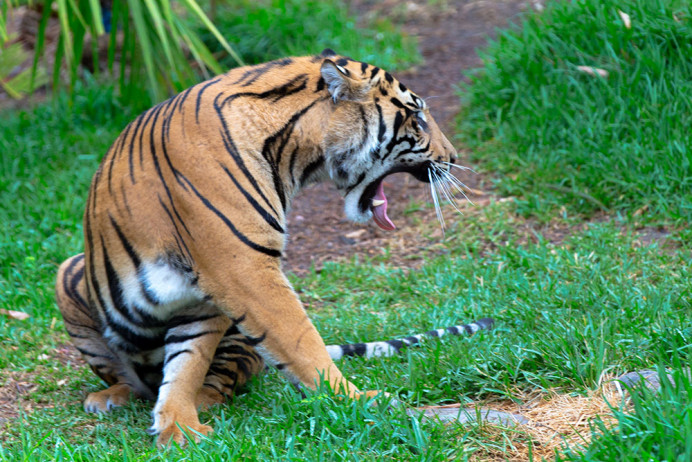 Sumatra Tiger
