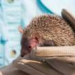 Tenrec