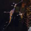 Weedy Sea Dragon