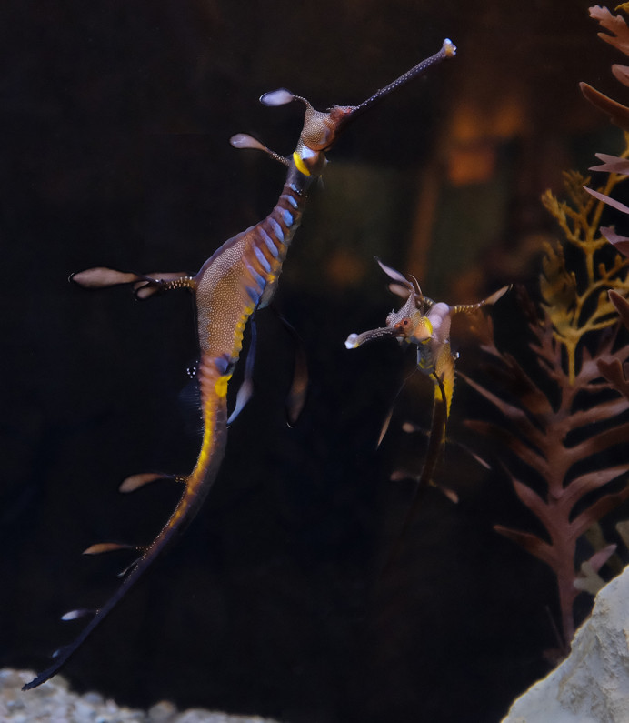 Weedy Sea Dragon