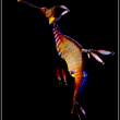 Weedy Sea Dragon