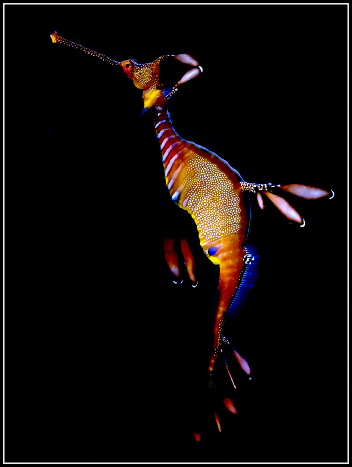 Weedy Sea Dragon