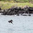 BPelicanDiving_1D X8404