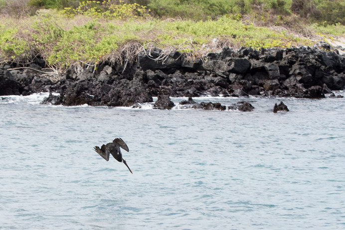 BPelicanDiving_1D X8404