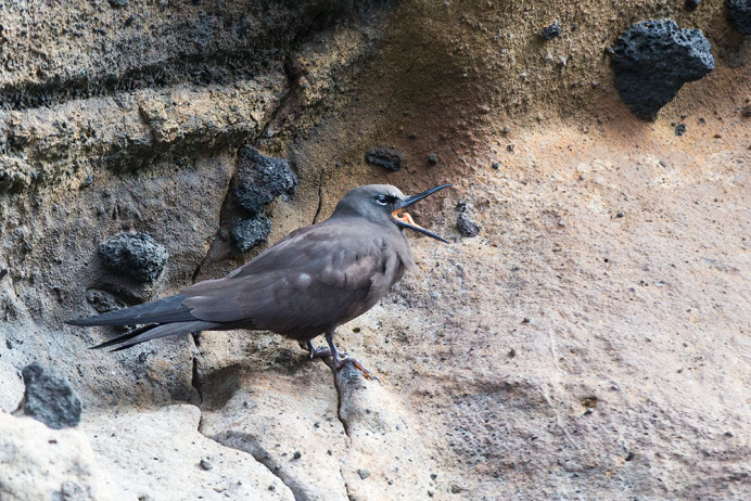 BrownNoddy_1D X8674