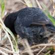 Finch_FeatherPattern_1D X4063
