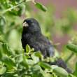 Finch_Rabida_1D X8981