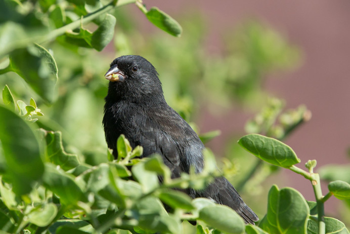 Finch_Rabida_1D X8981