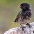 Finch_SantaCruz_1D X3996