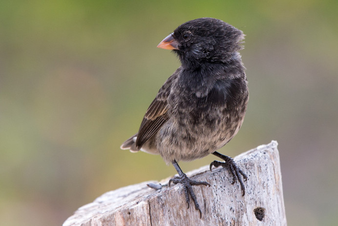 Finch_SantaCruz_1D X3996