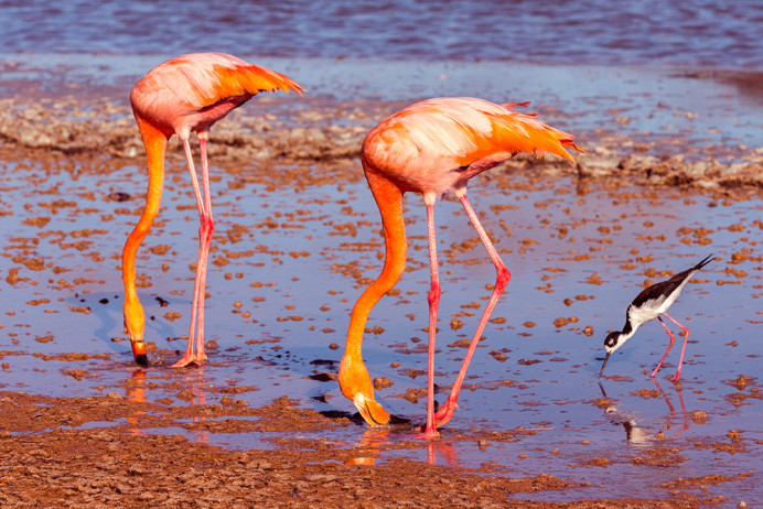 Flamingos_1D X4338