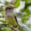 Flycatcher_SantaCruz_1D X3994
