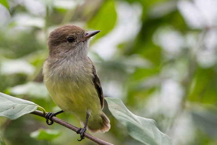 Flycatcher_SantaCruz_1D X3994